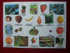 Planche catégorisation A3 "les fruits" (420308)